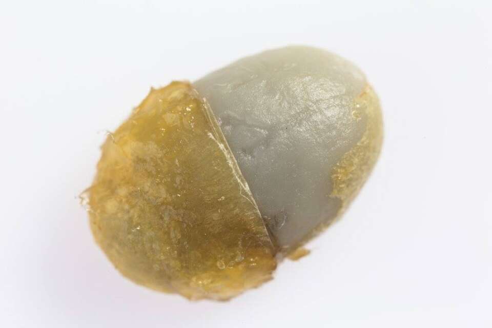 OagGKiPkpZg