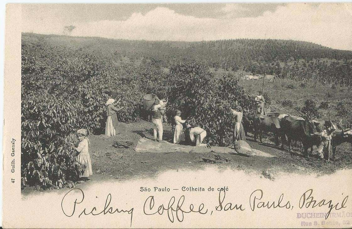 san-paulo-coffee-history