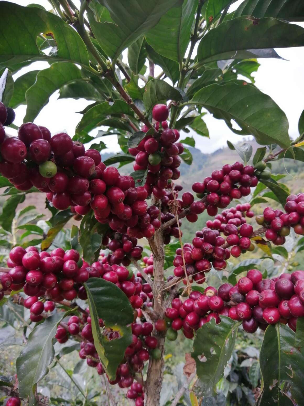 гватемала кофе в зернах